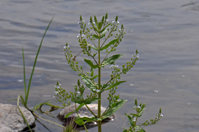 Water Speedwell is truly an aquatic species that is found along streams, springs and wet meadows. Veronica anagallis-aquatica